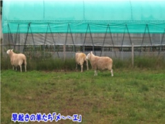 tFX^2012